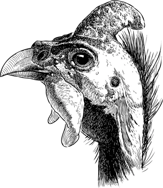 Ручной Рисунок Головы Самца Морской Птицы — стоковый вектор