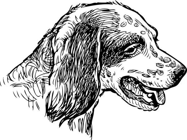 Esboço Uma Cabeça Velho Spaniel — Vetor de Stock