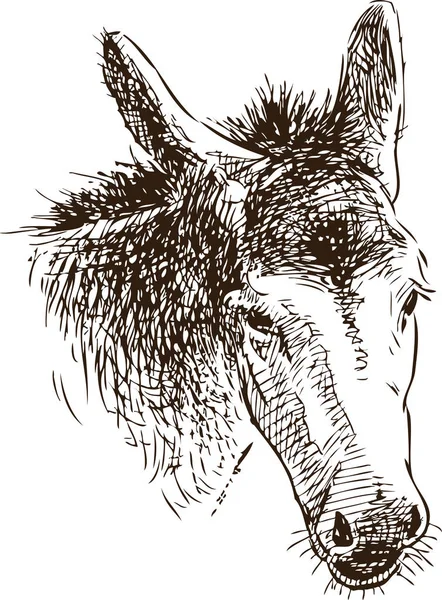 Sketch Head Sad Donkey — Stock Vector
