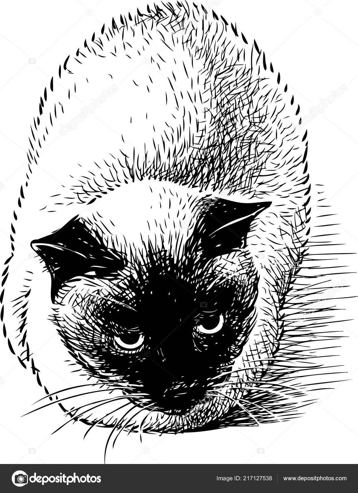Disegno Della Mano Gatto Siamese Vettoriali Stock Alekseimakarov