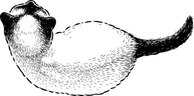  Yukarıdan bir Siyam kedi yavrusu taslağını