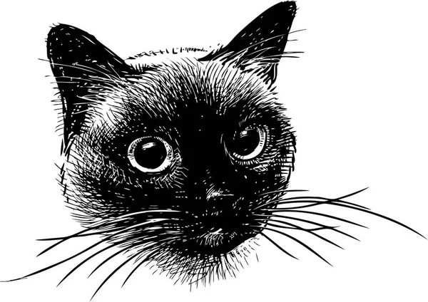 Portrait Sketch Siamese Cat — Stock Vector