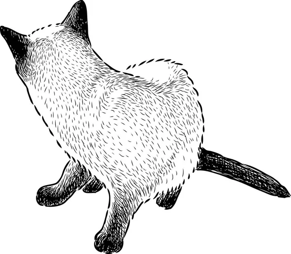 Croquis Chaton Siamois — Image vectorielle