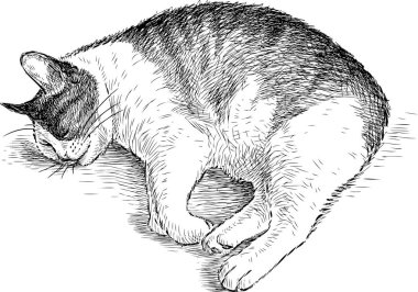 Uyuyan bir kedi taslağını