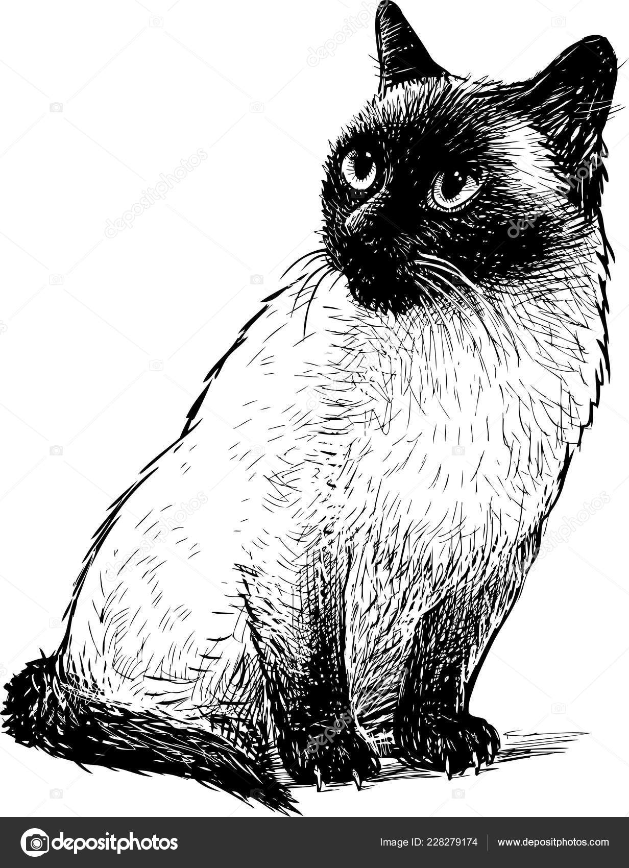 Sketch Sitting Siamese Cat Stock Vector Alekseimakarov