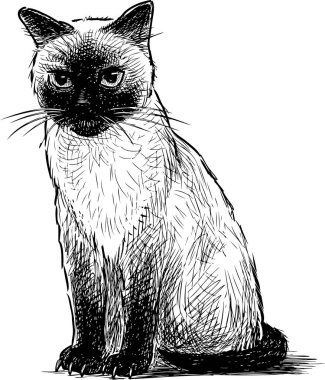 Bir el a oturan çizimi Siyam kedi yavrusu