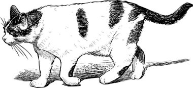Benekli bir yerli kedi bir yürüyüş için gidiyor
