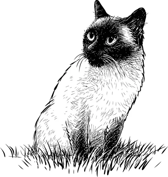 Een Siamese Kat Zit Het Gras — Stockvector