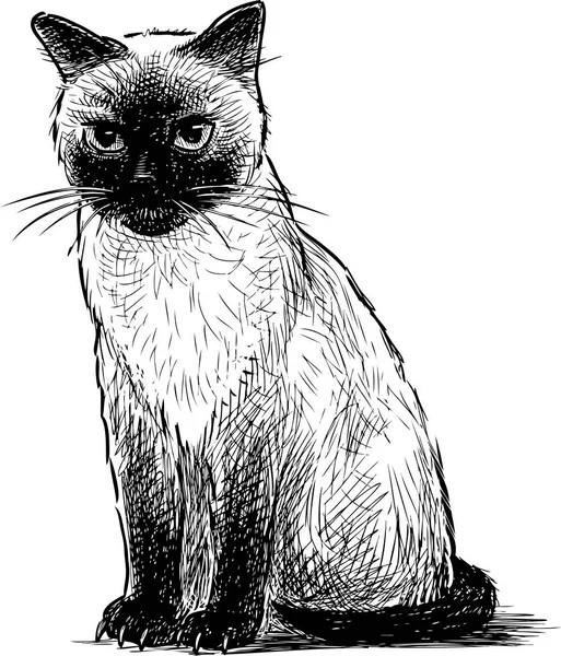 Een Tekening Van Een Vergadering Hand Siamese Kitten — Stockvector