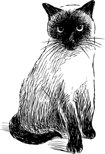 Sketch Domestic Siamese Cat — Stock Vector