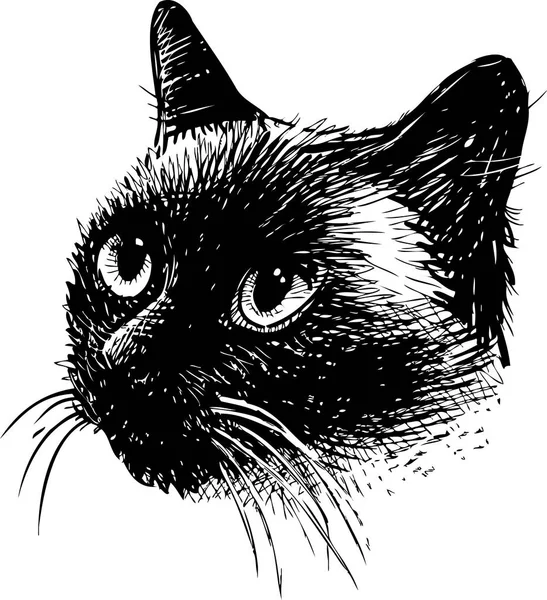 一只暹罗猫的头 — 图库矢量图片