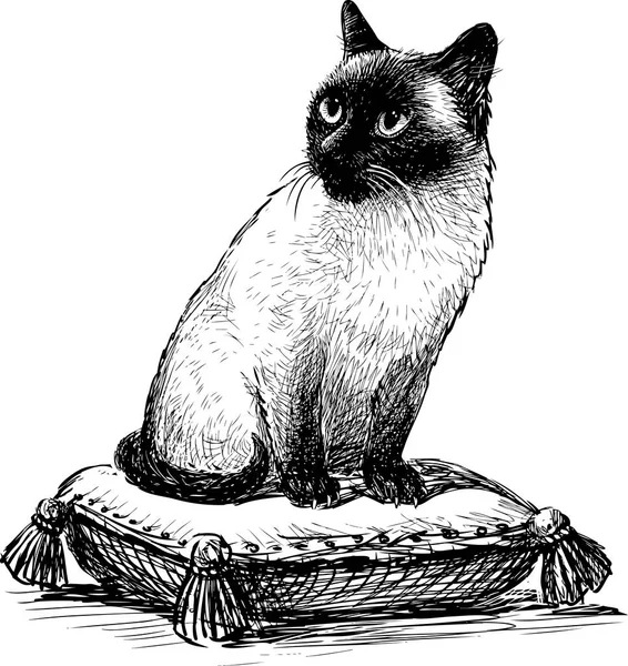 坐在枕头上的暹罗猫 — 图库矢量图片