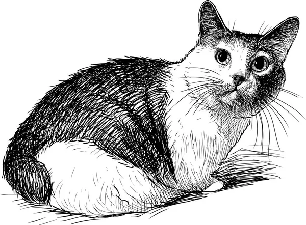 Croquis Chat Domestique Effrayé — Image vectorielle