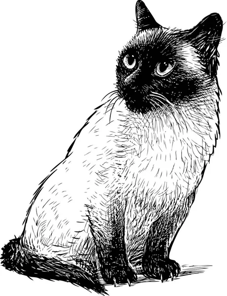 Sketch Sitting Siamese Cat — Stock Vector