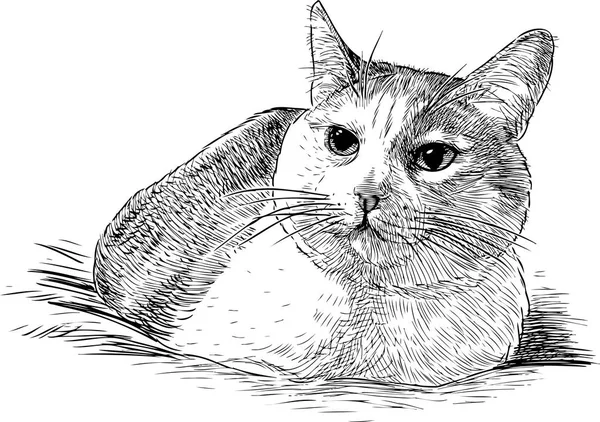 Croquis Chat Domestique Menteur — Image vectorielle