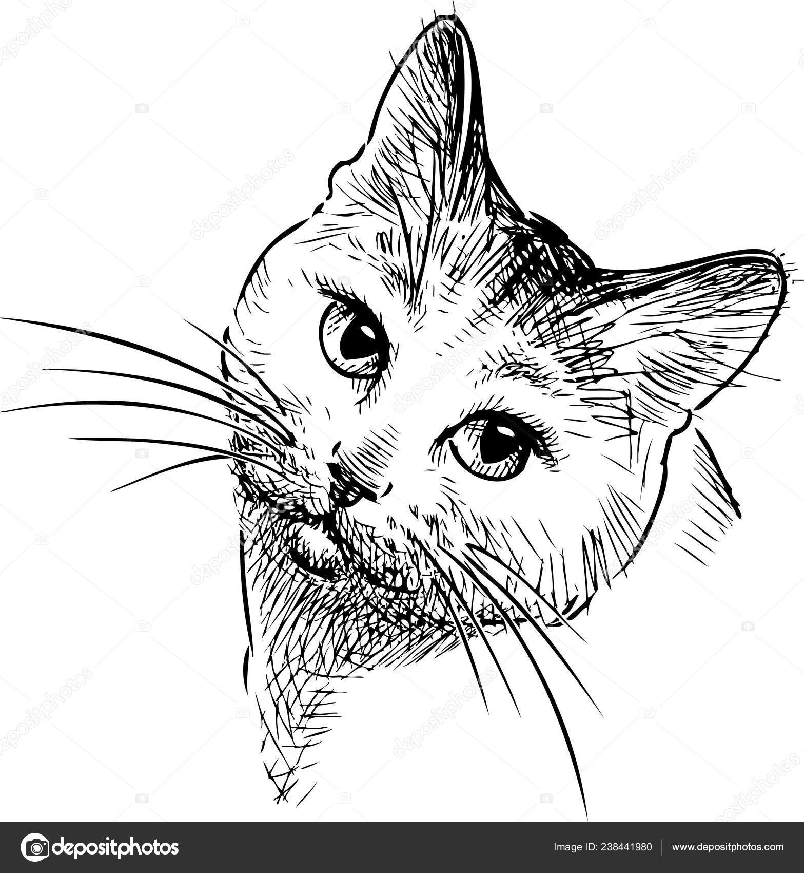 Vector Drawing Head House Cat Stock Vector C Alekseimakarov