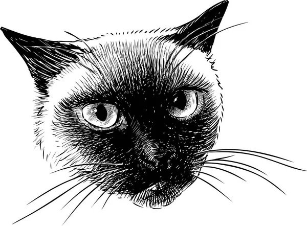 Une Tête Chat Siamois — Image vectorielle