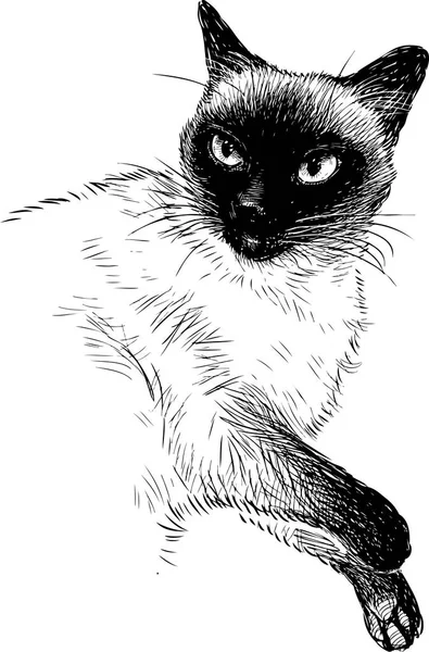 Een Schets Van Een Siamese Kat — Stockvector