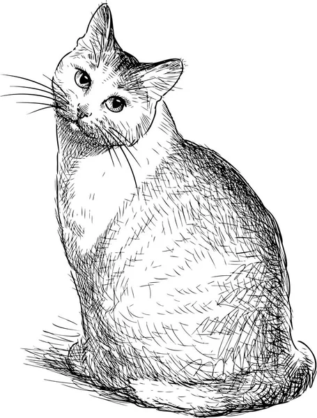Sketch Sitting Domestic Cat — Stock Vector