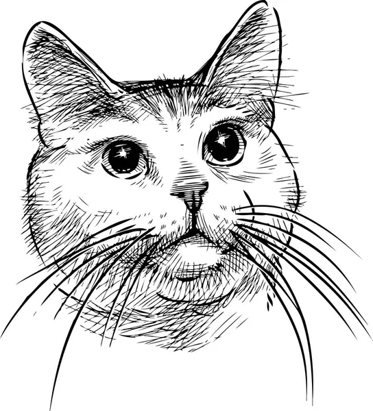 Sketch Portrait Domestic Cat — Stock Vector