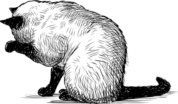타이어 고양이의 스케치 — 스톡 벡터