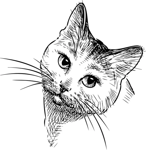 Vektor Gambar Kepala Kucing Rumah - Stok Vektor