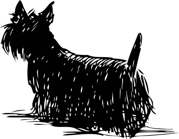 一只苏格兰猎犬的素描 — 图库矢量图片