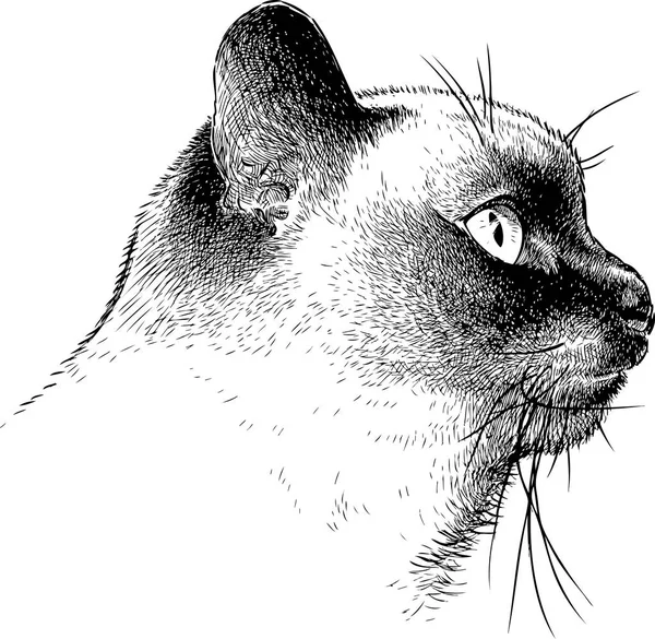 Эскиз Портрета Тайской Кошки — стоковый вектор