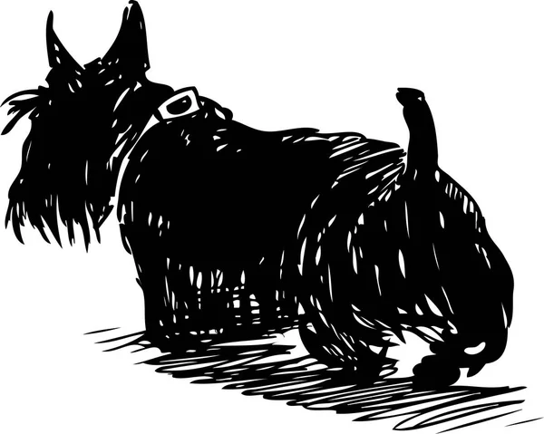一只行走的苏格兰猎犬的素描 — 图库矢量图片