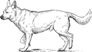 Yürüyen bir bekçi köpeği taslağını