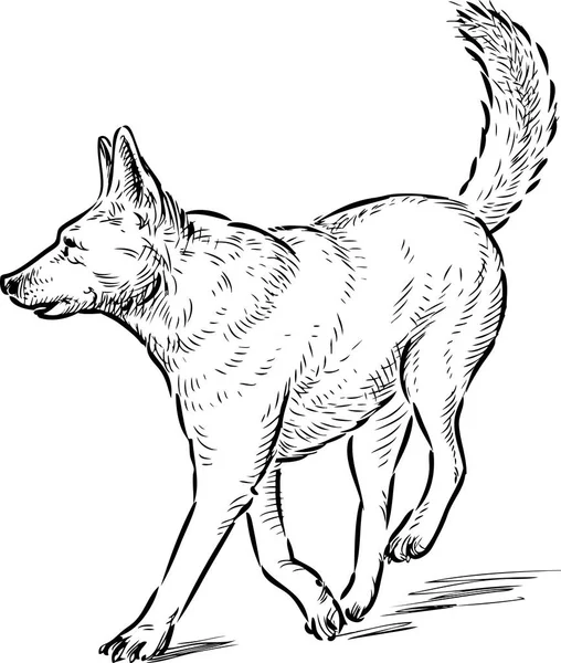 一只正在奔跑的牧羊犬的素描 — 图库矢量图片