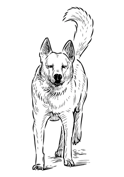 Croquis Chien Garde Courant Vers — Image vectorielle