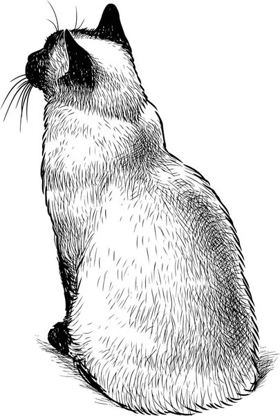 Эскиз Сидящей Тайской Кошки — стоковый вектор