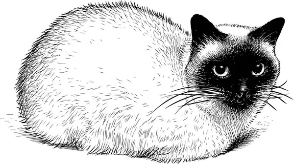 Тайская Домашняя Кошка Лежит Смотрит — стоковый вектор
