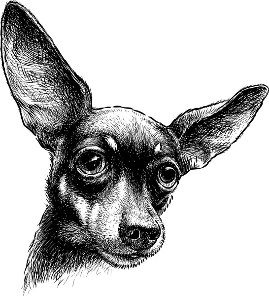 Skizzenporträt Eines Niedlichen Schoßhundes — Stockvektor