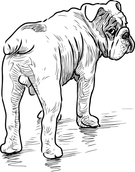 Sketch Looking Bulldog — Stock Vector