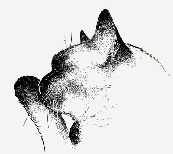 Эскиз Спящей Тайской Кошки — стоковый вектор