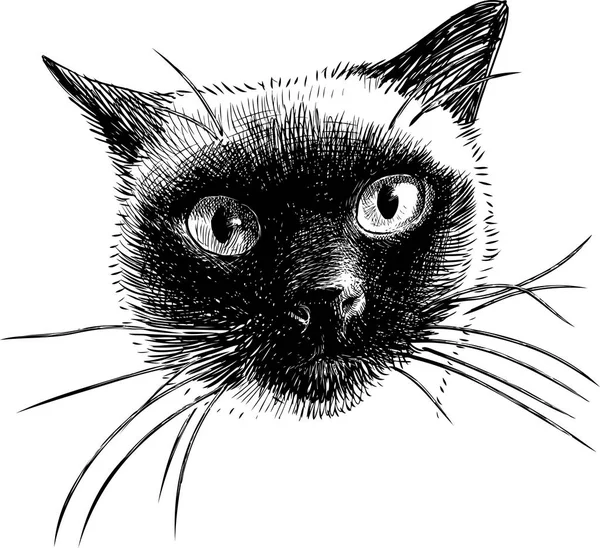 태국의 고양이의 머리의 스케치 — 스톡 벡터
