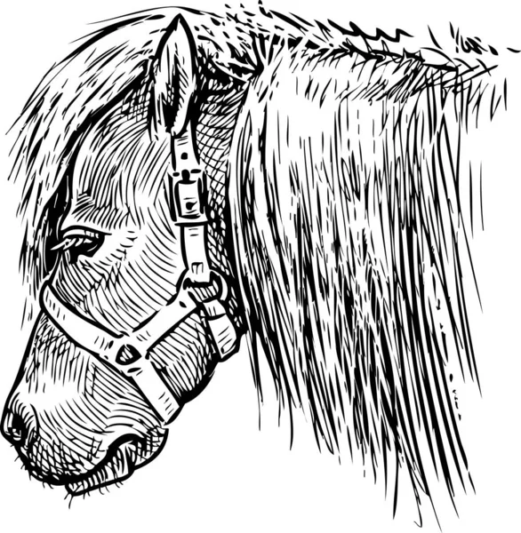 Sketch Head Sad Pony — Stock Vector