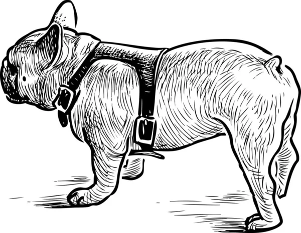 Ręczne Rysowanie Angielskiego Bulldog Spacerze — Wektor stockowy