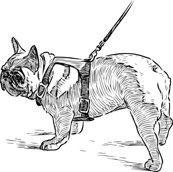 Schizzo Bulldog Una Passeggiata — Vettoriale Stock