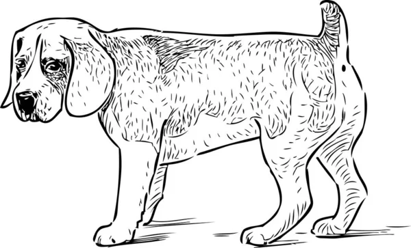 Эскиз Щенка Охотничьей Собаки — стоковый вектор