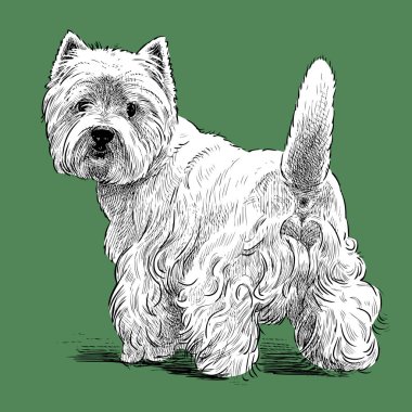 Bir İskoç Terrier döndü kroki vektör görüntü