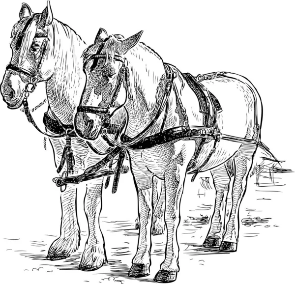 Croquis Des Chevaux Blancs Harnais — Image vectorielle