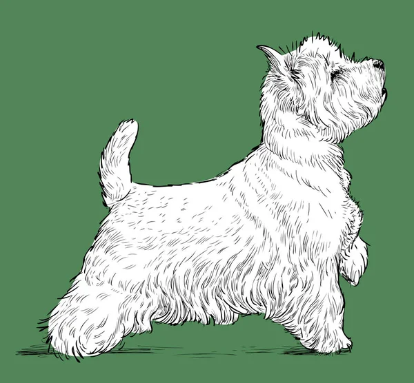 Vektor Rajz Egy Állandó Ijedös Terrier — Stock Vector