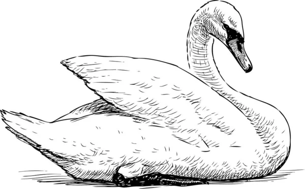 Bosquejo Cisne Blanco Sentado Orilla Del Lago — Archivo Imágenes Vectoriales