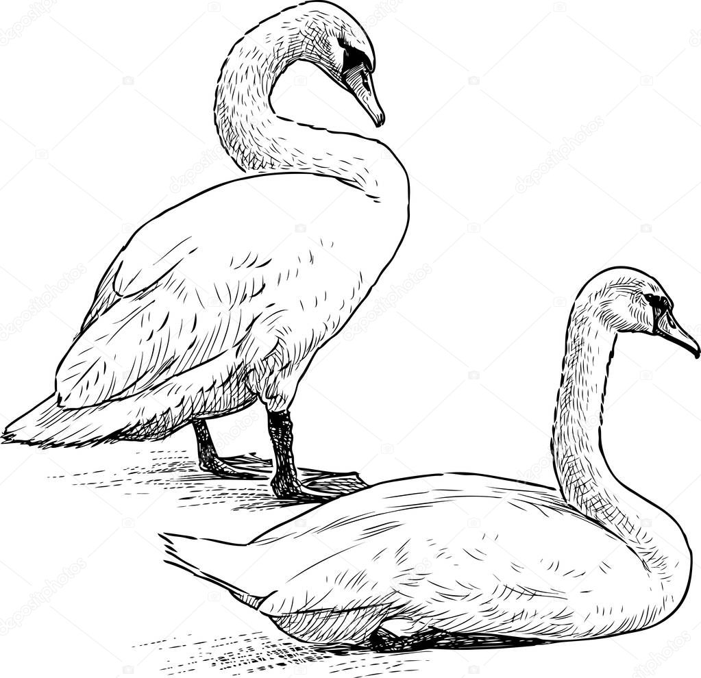 Sketch of pair of white swans resting on lake shore