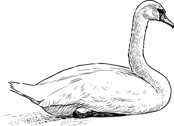 Ручной Рисунок Белого Лебедя Берегу Озера — стоковый вектор