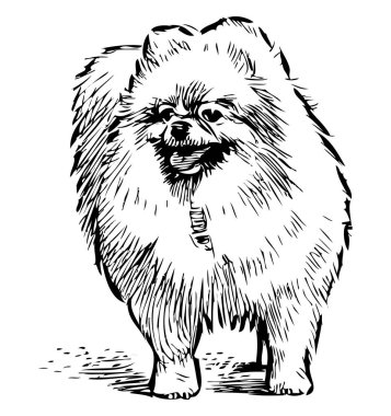 Caddede dikilen tüylü, sevimli bir fino köpeği çizimi