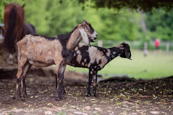 농장의 목초지에서 기뻐하는 염소들 — 스톡 사진